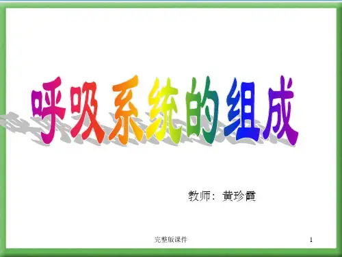 人体的呼吸PPTppt课件