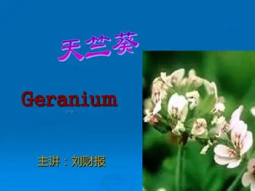 天竺葵 精油