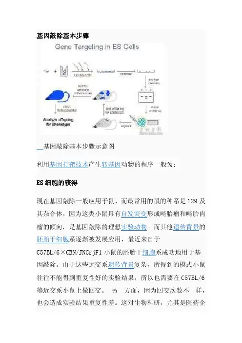 基因敲除基本步骤