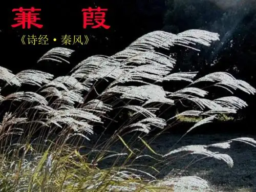 九年级语文蒹葭
