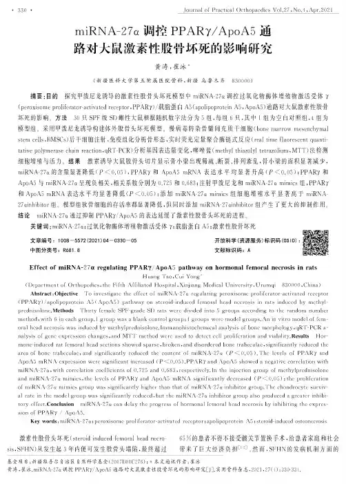 miRNA-27α调控PPARγApoA5通路对大鼠激素性股骨坏死的影响研究