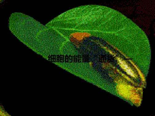 生物《细胞的能量“通货”——ATP》课件(共42张PPT)