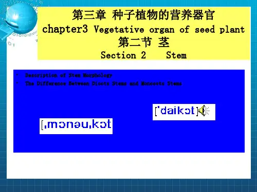 《stem植物学》PPT课件