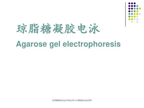 琼脂糖凝胶电泳详细过程与步骤凝胶电泳加样 ppt课件