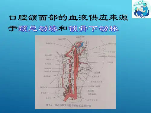 口腔颌面颈部脉管神经与局部解剖—血管(口腔解剖生理学课件)