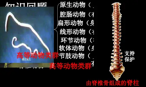 苏教版初中生物八上5. 14.2千姿百态的动物世界 课件  (共21张PPT)
