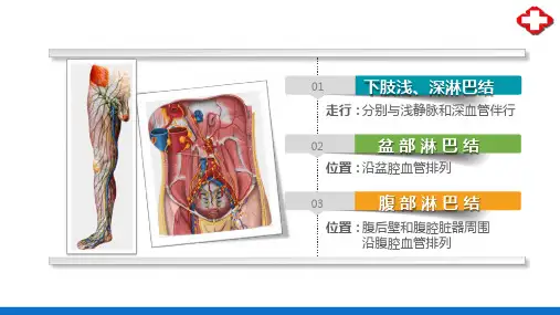 淋巴系统—全身各部的淋巴管和淋巴结(正常人体结构课件)