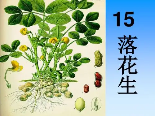 落花生第二课时ppt课件