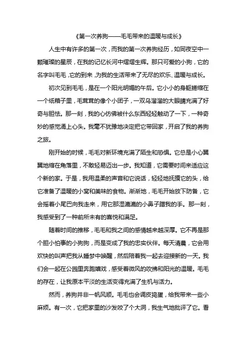 第一次养狗——毛毛带来的温暖与成长