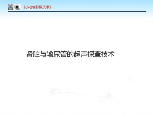【小动物影像技术课件】肾脏及输尿管的超声探查技术