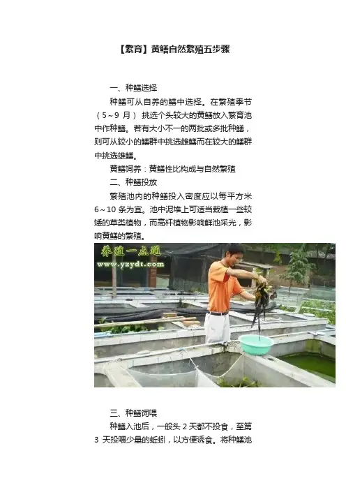 【繁育】黄鳝自然繁殖五步骤