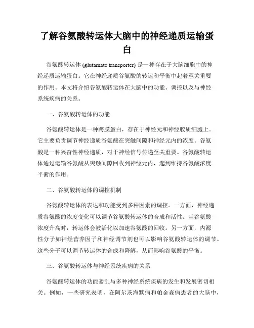 了解谷氨酸转运体大脑中的神经递质运输蛋白