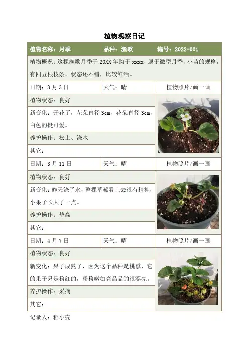 植物观察日记生长记录表