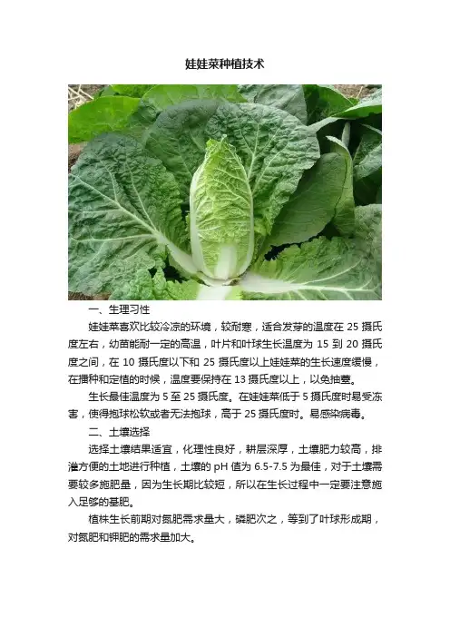 娃娃菜种植技术