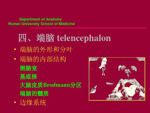 端脑-PPT课件-医学资料【25页】
