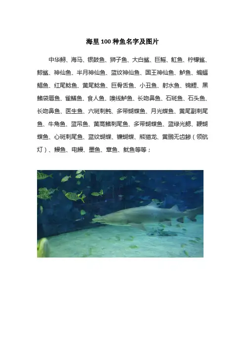 海里100种鱼名字及图片