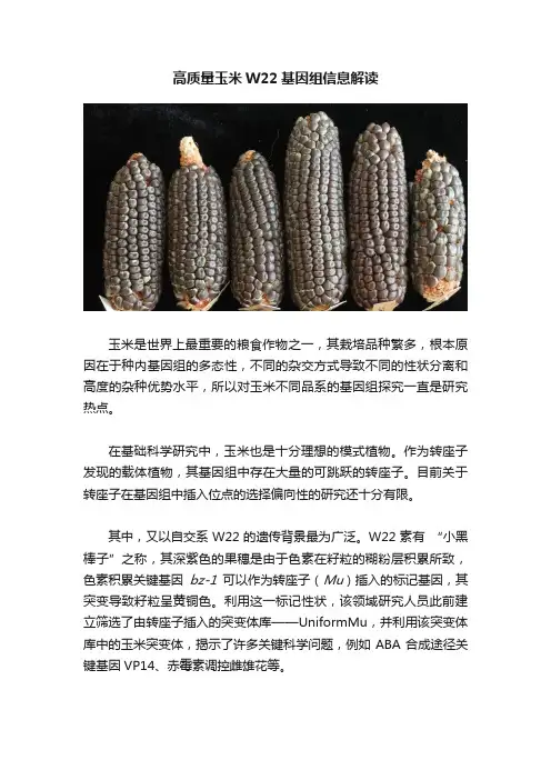 高质量玉米W22基因组信息解读