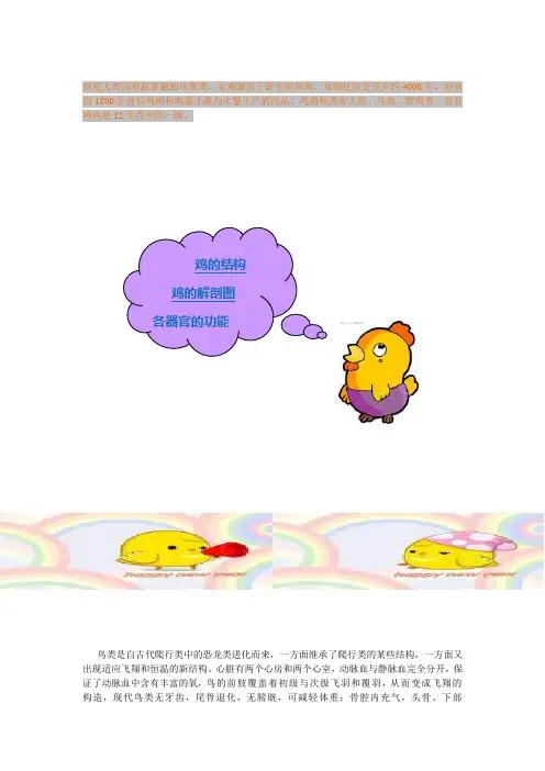 鸡的结构及器官功能