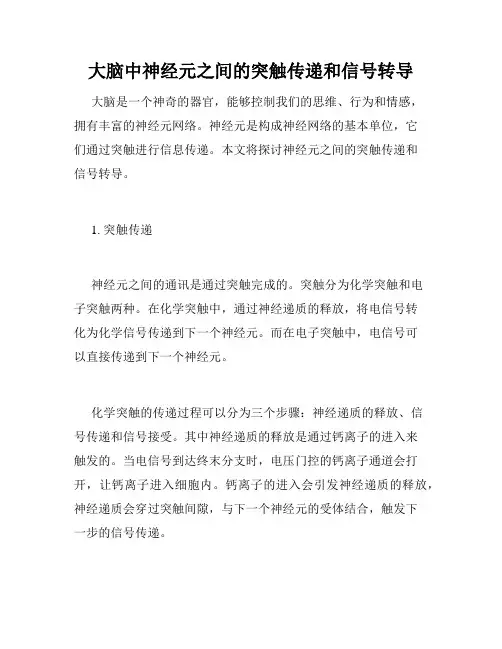 大脑中神经元之间的突触传递和信号转导
