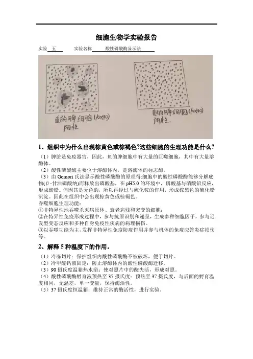 细胞生物学实验报告(4)
