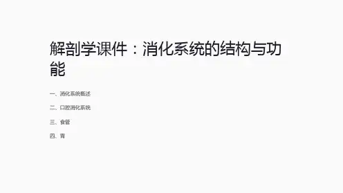 《解剖学课件：消化系统的结构与功能》