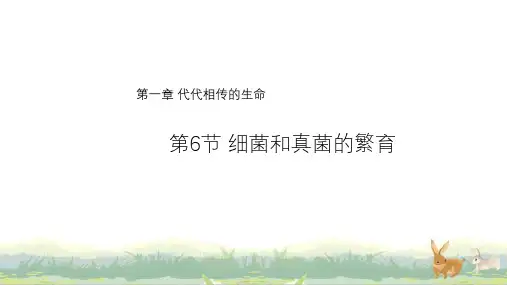《细菌和真菌的繁殖》PPT课件(初中科学)