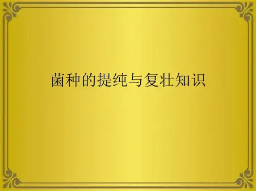 菌种的提纯与复壮知识(共10张PPT)