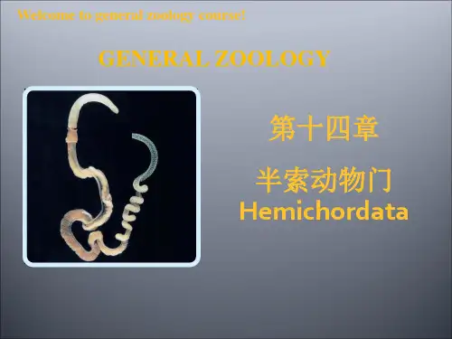 普通动物学课件第十四章半索动物门
