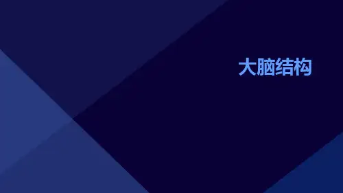 (医学课件)大脑结构