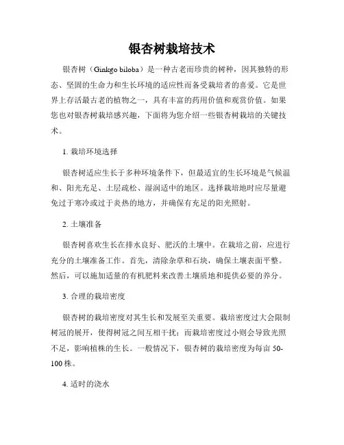 银杏树栽培技术