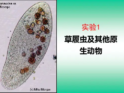 实验2草履虫