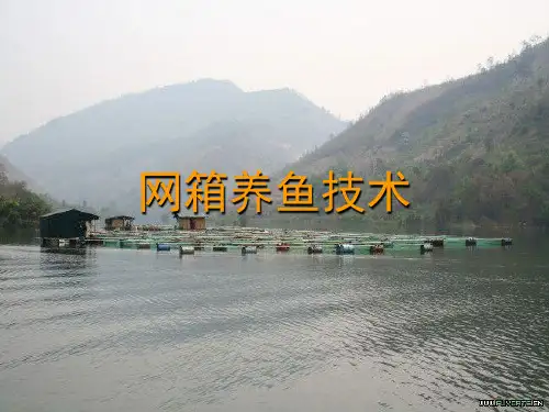 网箱养鱼技术