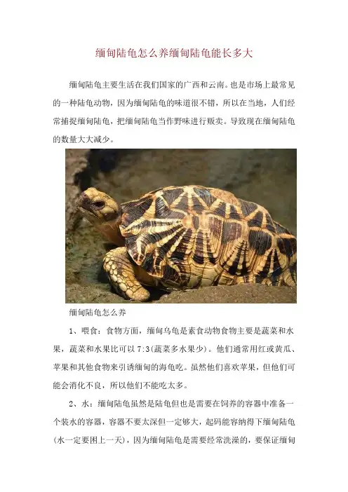 缅甸陆龟怎么养 缅甸陆龟能长多大