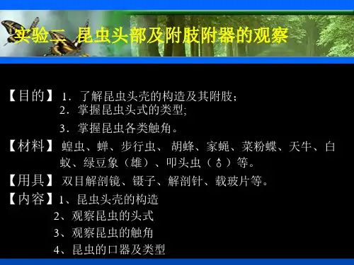 实验(二)昆虫头部及附肢附器的观察