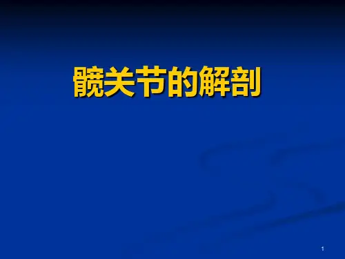 髋关节的解剖