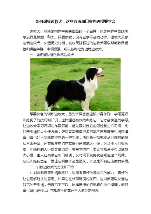 如何训练边牧犬，这些方法和口令你必须要学会