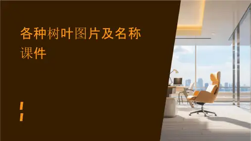 各种树叶图片及名称课件