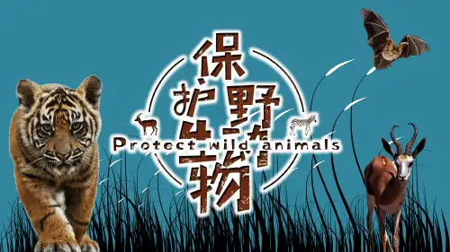保护野生动物主题PPT