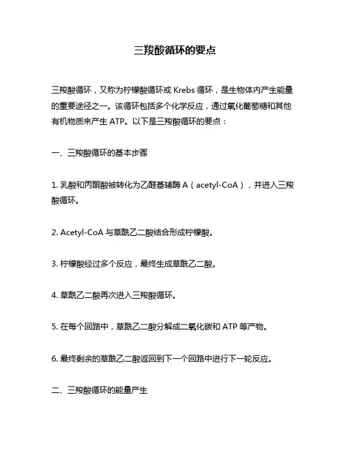 三羧酸循环的要点