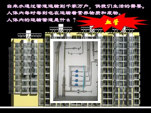 苏科版初中生物八上第六单元15.1《人体内物质的运输--血管》 课件 (共37张PPT)