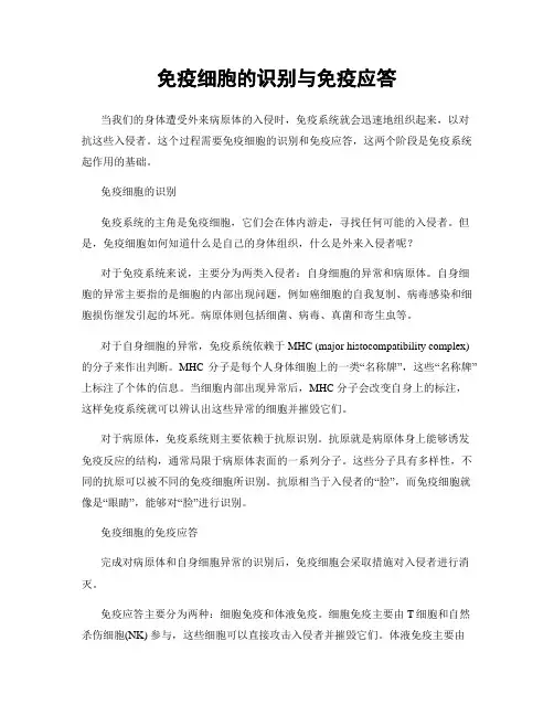 免疫细胞的识别与免疫应答