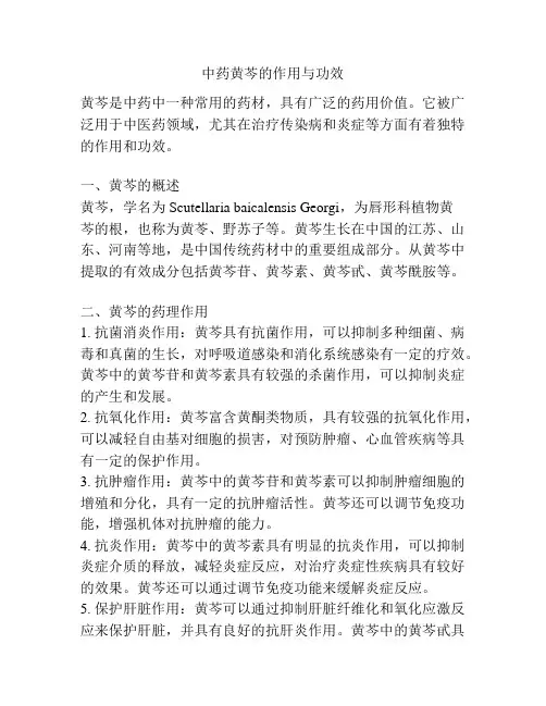 中药黄芩的作用与功效