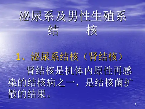 泌尿系及男性生殖系结核ppt课件