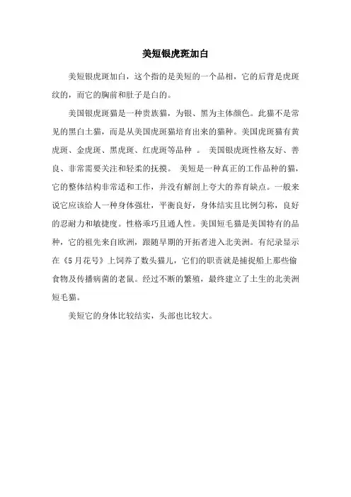 美短银虎斑加白