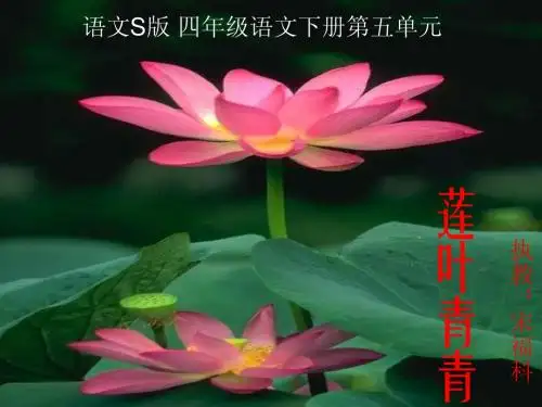 《莲叶青青》PPT课件(语文S版四年级下册课件)