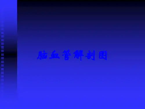 脑血管解剖图