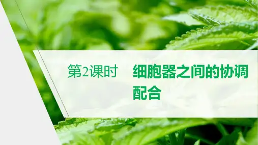 新人教版生物必修1细胞器之间的协调配合(33张)课件