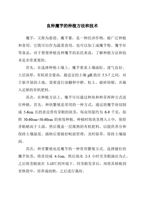 良种魔芋的种植方法和技术