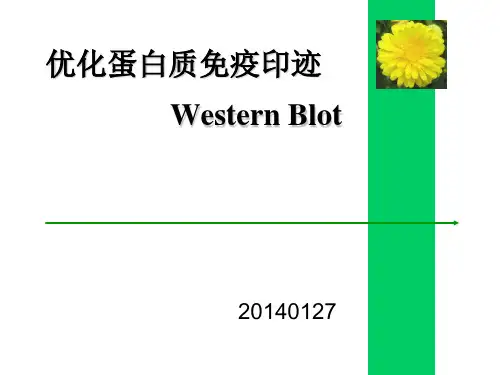 优化蛋白质免疫印迹Western Blot精品PPT课件