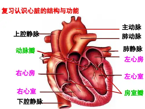 初中生物课程课件 心脏和血液循环
